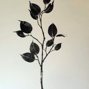 Ficus, 2019