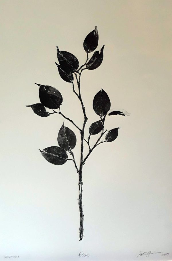 Ficus, 2019